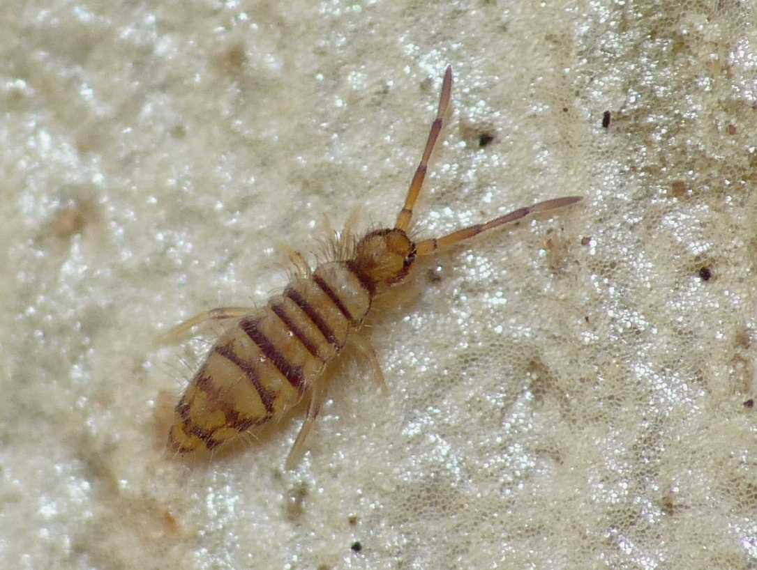 Collemboli striati (Entomobrya cfr multifasciata)